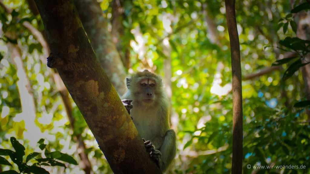 affe monkey 2 taman negara pulau pinang penang