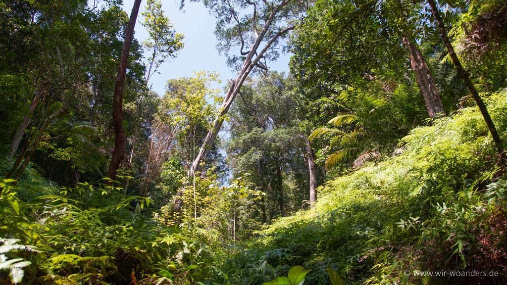 taman negara pulau pinang penang