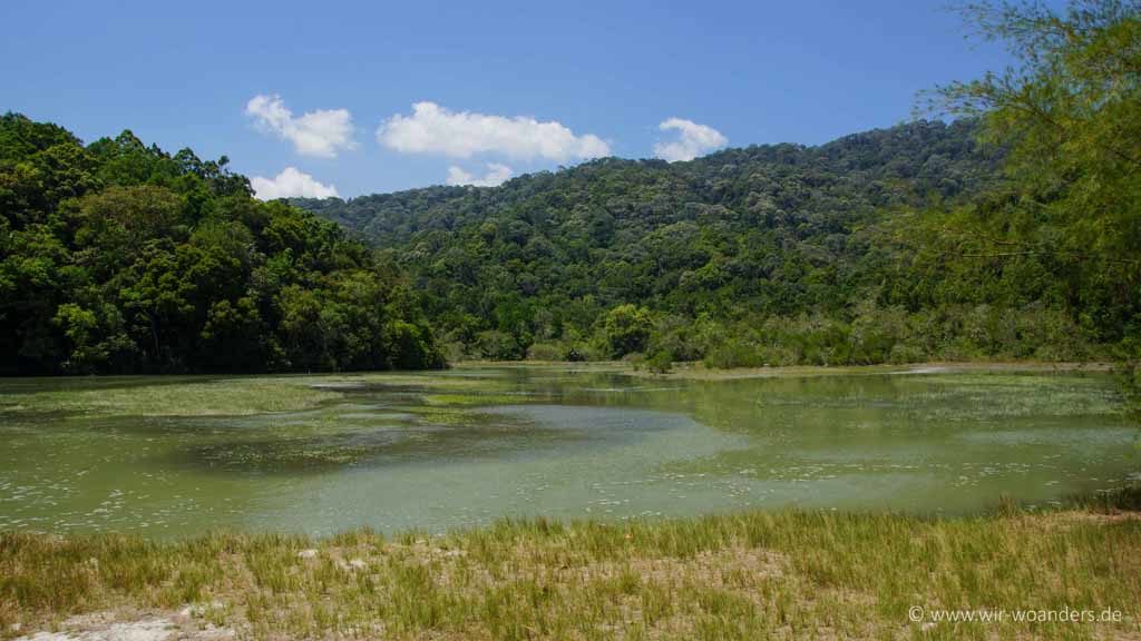 meromiktik lake taman negara pulau penang pinang