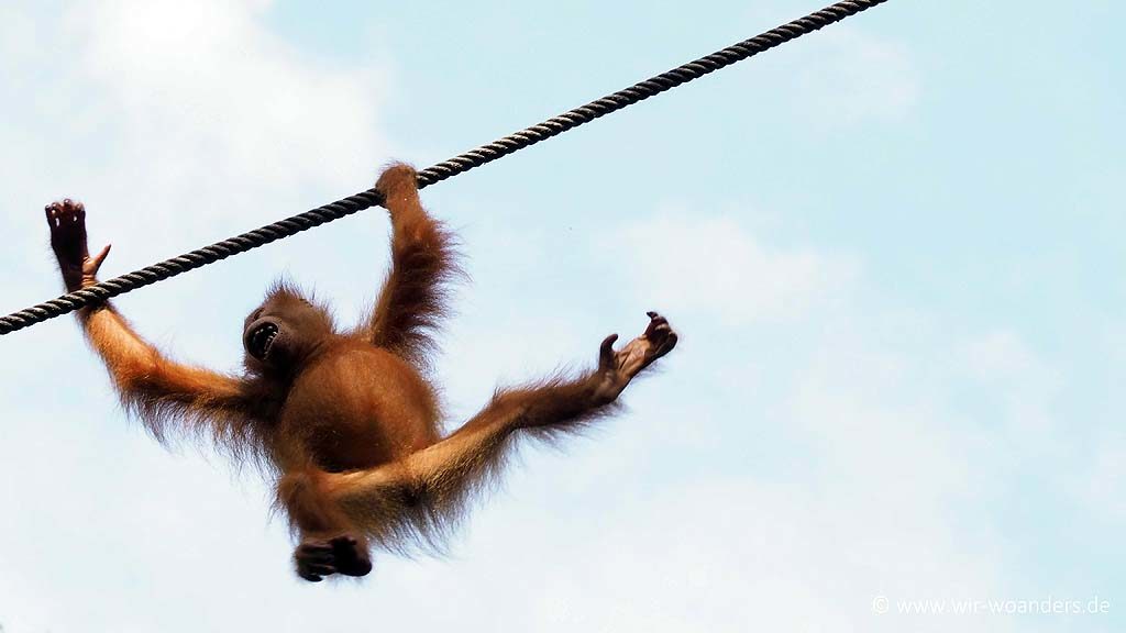 Semenggoh Wildlife Center Borneo