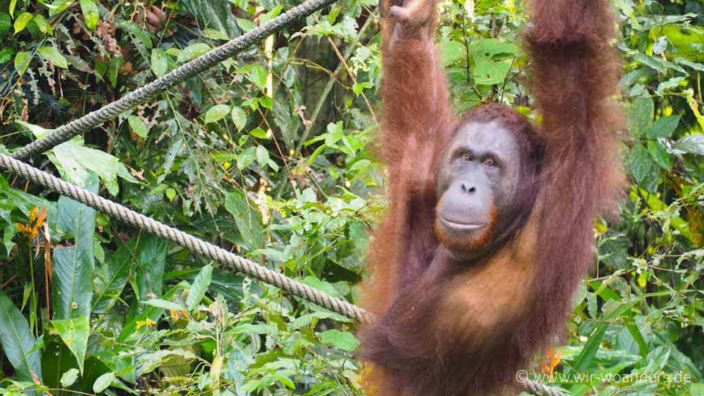 Orang Utan im Semmenggoh Recreation-Center