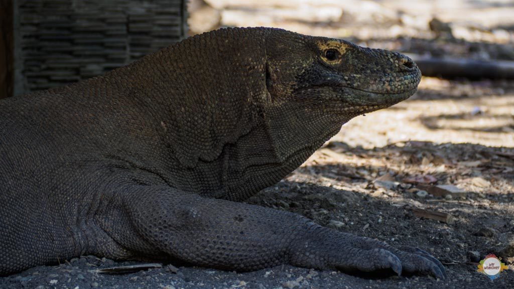 komodo dragon