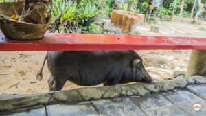 khao_sok_nationalpark