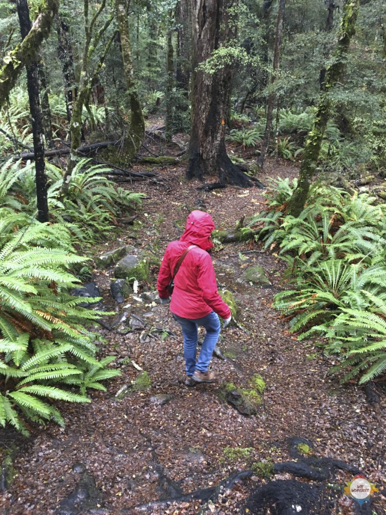 loop trail at St. Arnaud