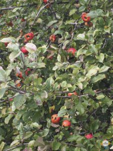 Apples at Lewis Pass