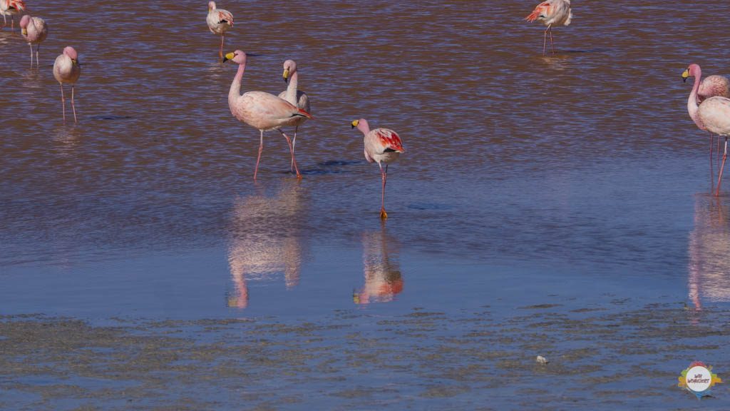 laguna colores uyuni