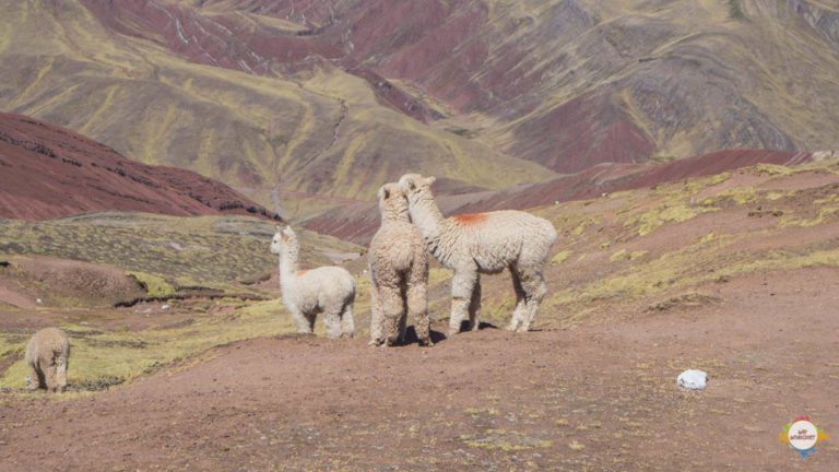 Cusco Palccoyo