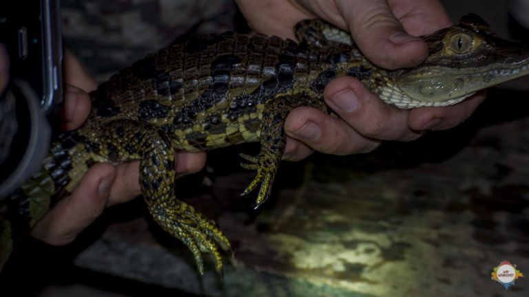 Amazonas Kaiman